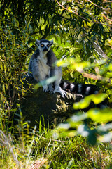 Lemur outdoors in the wild among the leaves.