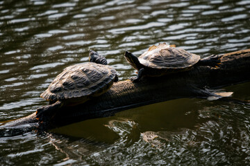 Obraz premium Two turtles bask on a log by a lake.