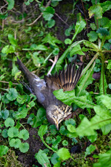 Dead female female scythe bird in the grass.