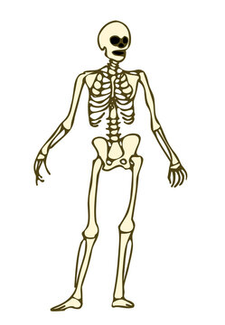 skeleton doodle clipart