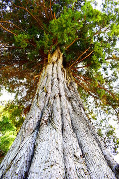 &Aacute;RBOL VISTA DESDE ABAJO
