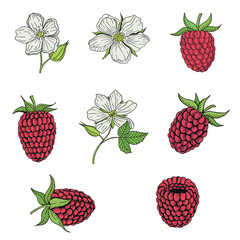 Organic collection. Vector hand drawn summer illustration with raspberry berries, flowers and leaves on a white background