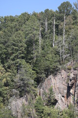 trees on  rocky mountains 