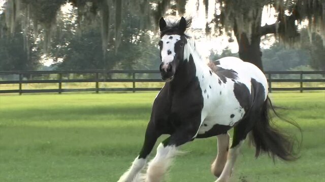 Beautiful Gypsy Vanner Horse mare runs unbridled liberty in grass paddock