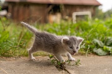 Naklejka na ściany i meble cute small white & grey kitten against countryside background