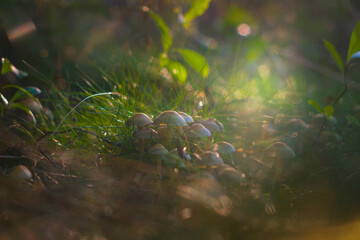 Small mushrooms growing in a group in the forest, lit by the warm autumn sun