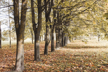 Old maples growing in a row in an autumn park with fallen leaves. Natural background, golden autumn