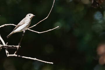 grey streaked flycatcher on branch