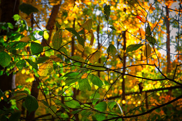 autumn leaves in the sun