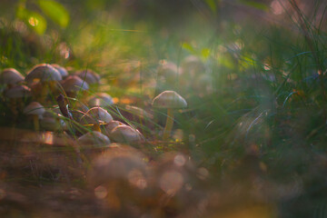 Small mushrooms growing in a group in the forest, lit by the warm autumn sun