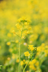 Obraz premium 菜の花