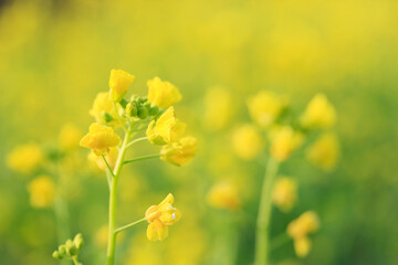 Obraz premium 菜の花