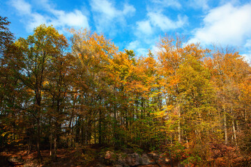 Fall Forest Nature with Colorful Trees