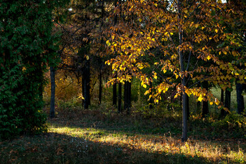 Sunlight on yellow leaves nature. Autumn in forest.