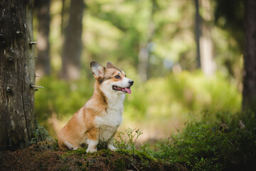 Naklejka na ściany i meble welsh corgi pembroke dog in a forest