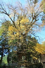 紅葉の雷神社の大イチョウ