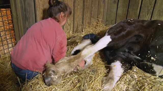 Sequence of Gypsy Horse foal being birthed and taking first steps.