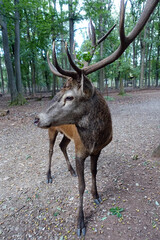 männlicher Rothirsch (Cervus elaphus) im Wildpark