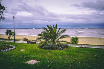 trees on the beach