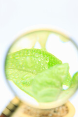 双葉と虫めがね