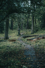 Forest trail