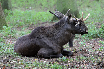 männlicher Elch (Alces alces)  im Wildpark