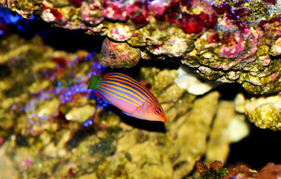 Six-line wrasse - Pseudocheilinus hexataenia