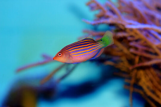 Six-line wrasse - Pseudocheilinus hexataenia