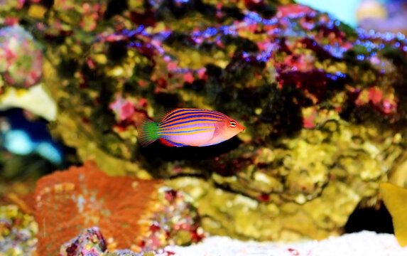 Six-line wrasse - Pseudocheilinus hexataenia