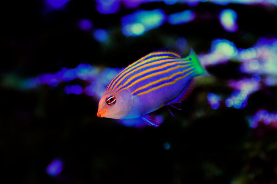 Six-line wrasse - Pseudocheilinus hexataenia