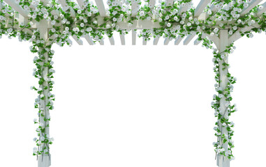 3d Render Ivy Plants Isolated  on white