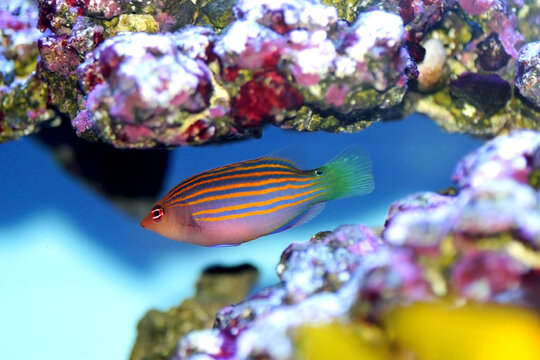 Six-line wrasse - Pseudocheilinus hexataenia