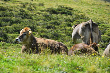 cows grazing in a field