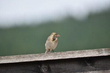 robin on the fence