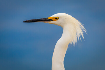 Snowy egret (Egretta thula) head shot on a lakeshore