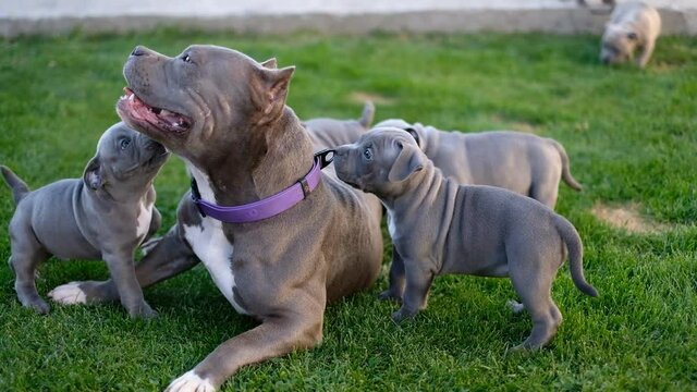American Bully puppies with their mother bitch walk in the yard on the green grass.