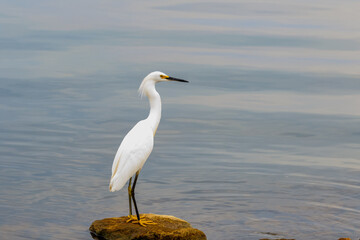 Snowy egret (Egretta thula) on a lakeshore