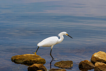 Snowy egret (Egretta thula) on a lakeshore
