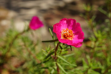 Pink purslane flowers grow in the warm sunny garden