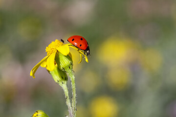 Ladybug and flower on a green background