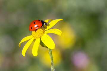 Ladybug and flower on a green background
