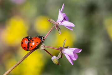 Ladybug and flower on a green background