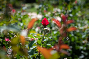 Nice red rose at sunny day high contrast macro nature photography