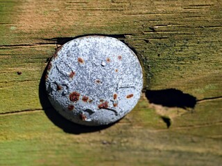 Rusty Metal Screw in Aged Wood