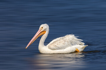 Fototapeta premium American white pelican (Pelecanus erythrorhynchos) swimming in a lake in Oklahoma