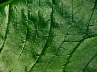green leaf texture background