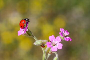 Ladybug and flower on a green background