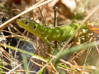 European green lizard (Lacerta viridis) in the grass
