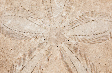 Closeup view of a dried sand dollar skeleton