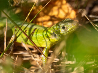 European green lizard (Lacerta viridis) in the grass